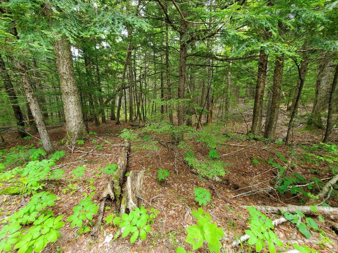Lot 7 Heath Road Ellsworth, ME 04605 - Photo 21 of 37 northerly side of lot