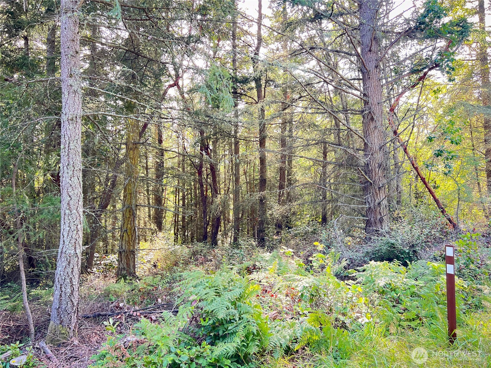 a view of backyard with tree