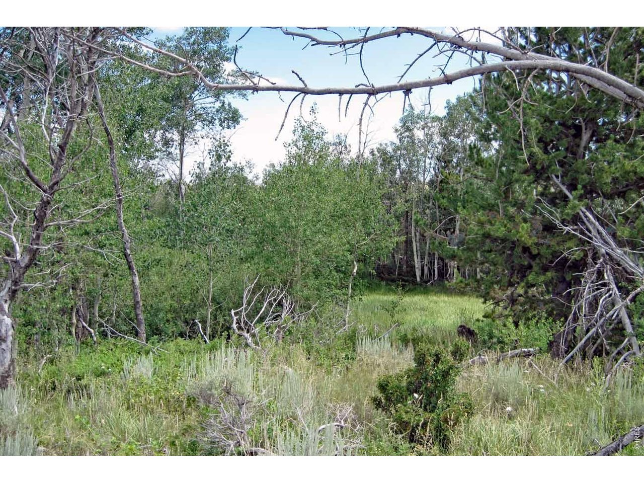 Wilderness Ranch Road Livermore, CO 80536 - Photo 1 of 11