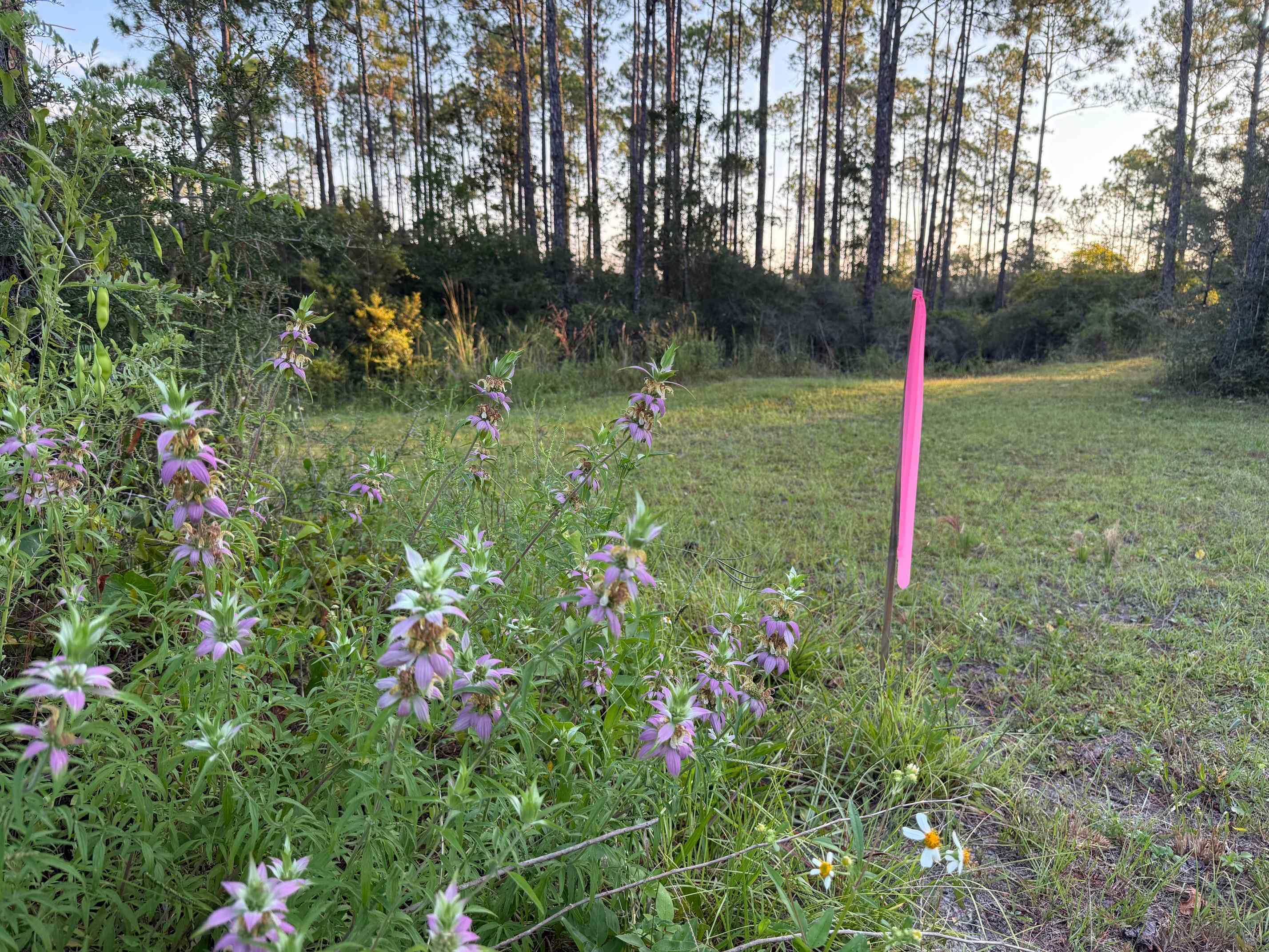 649 Mill Road Carrabelle, FL 32322 - Photo 14 of 28