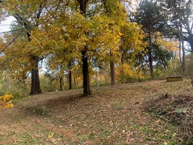 a view of a forest with lots of trees