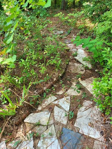 a view of a forest with trees