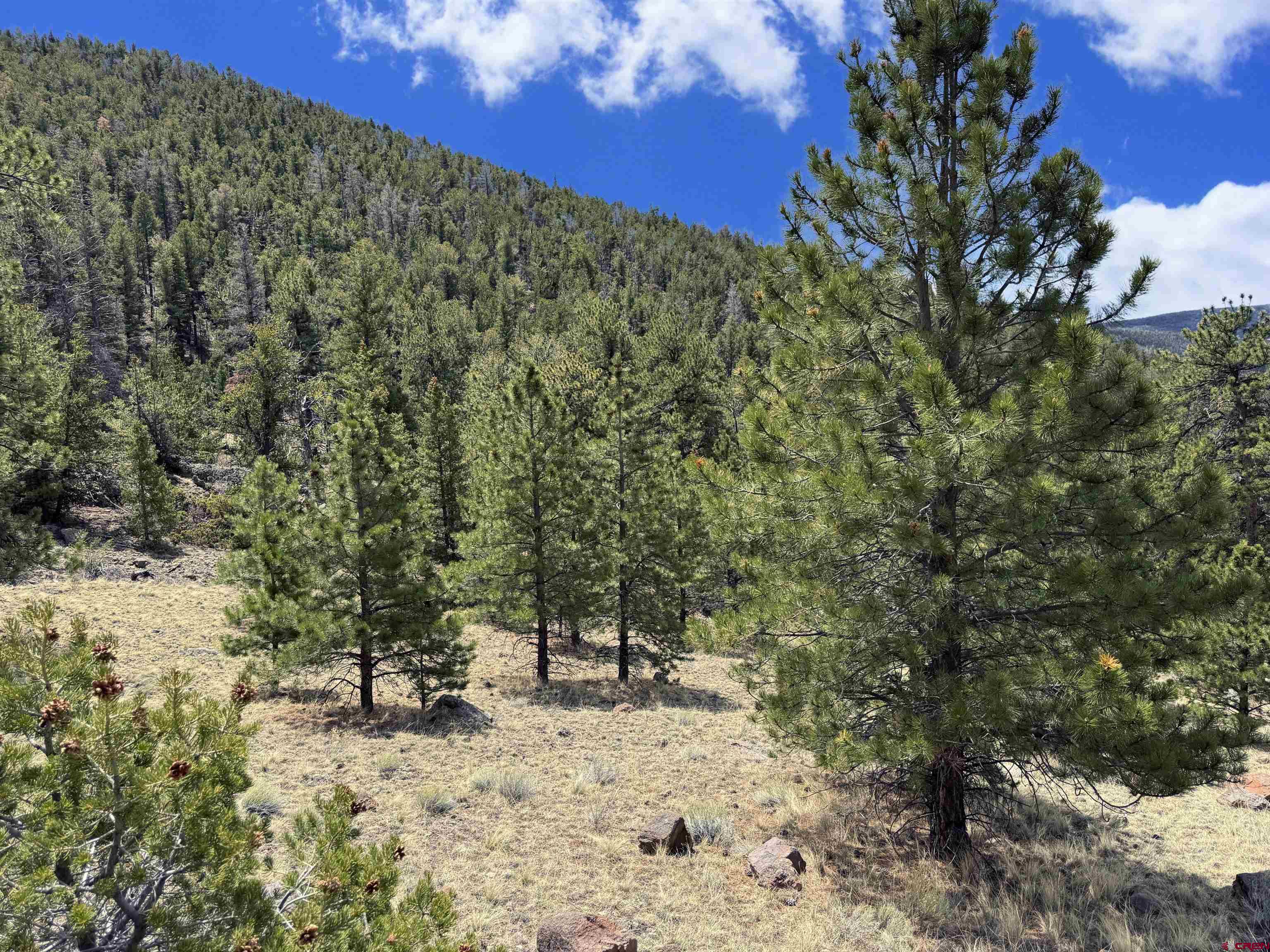 Tbd Tbd Tbd La Del Norte, CO 81132 - Photo 1 of 10 a view of a forest with a tree