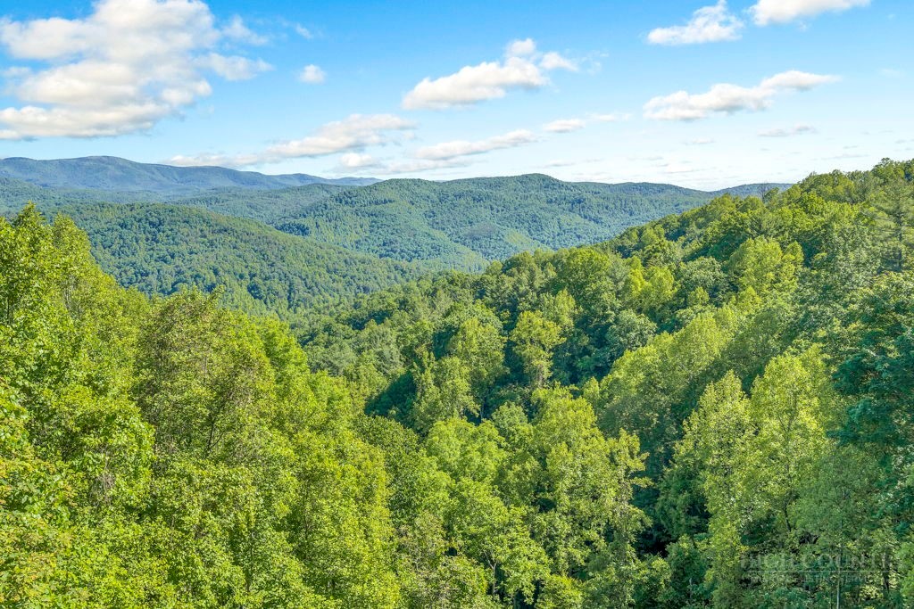 2229 Elk Ridge Road Ferguson, NC 28624 - Photo 20 of 42 a view of a lush green forest with trees in the background