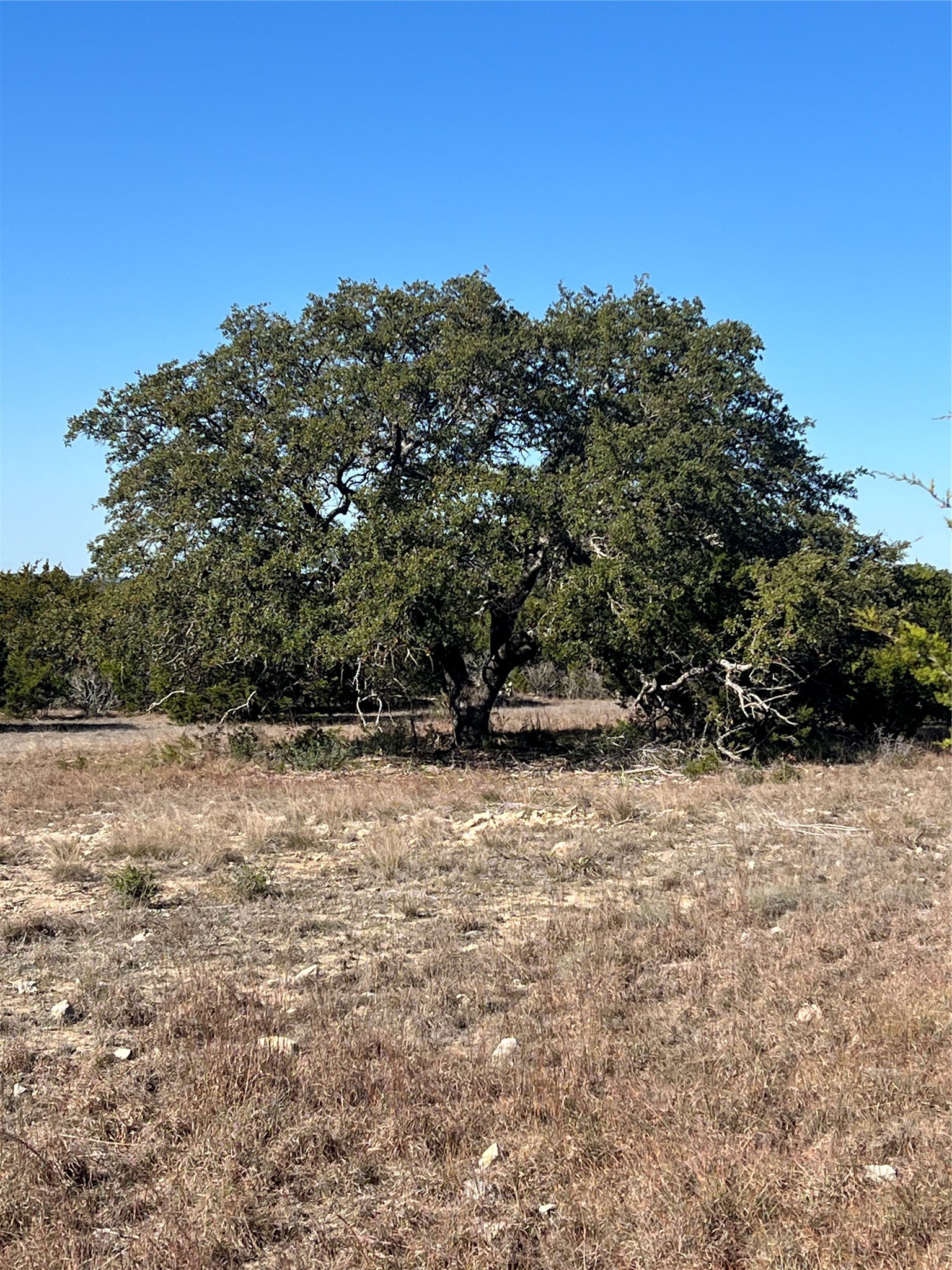 Lot 138 High Point Drive Kempner, TX 76539 - Photo 4 of 17 a view of a yard with a tree