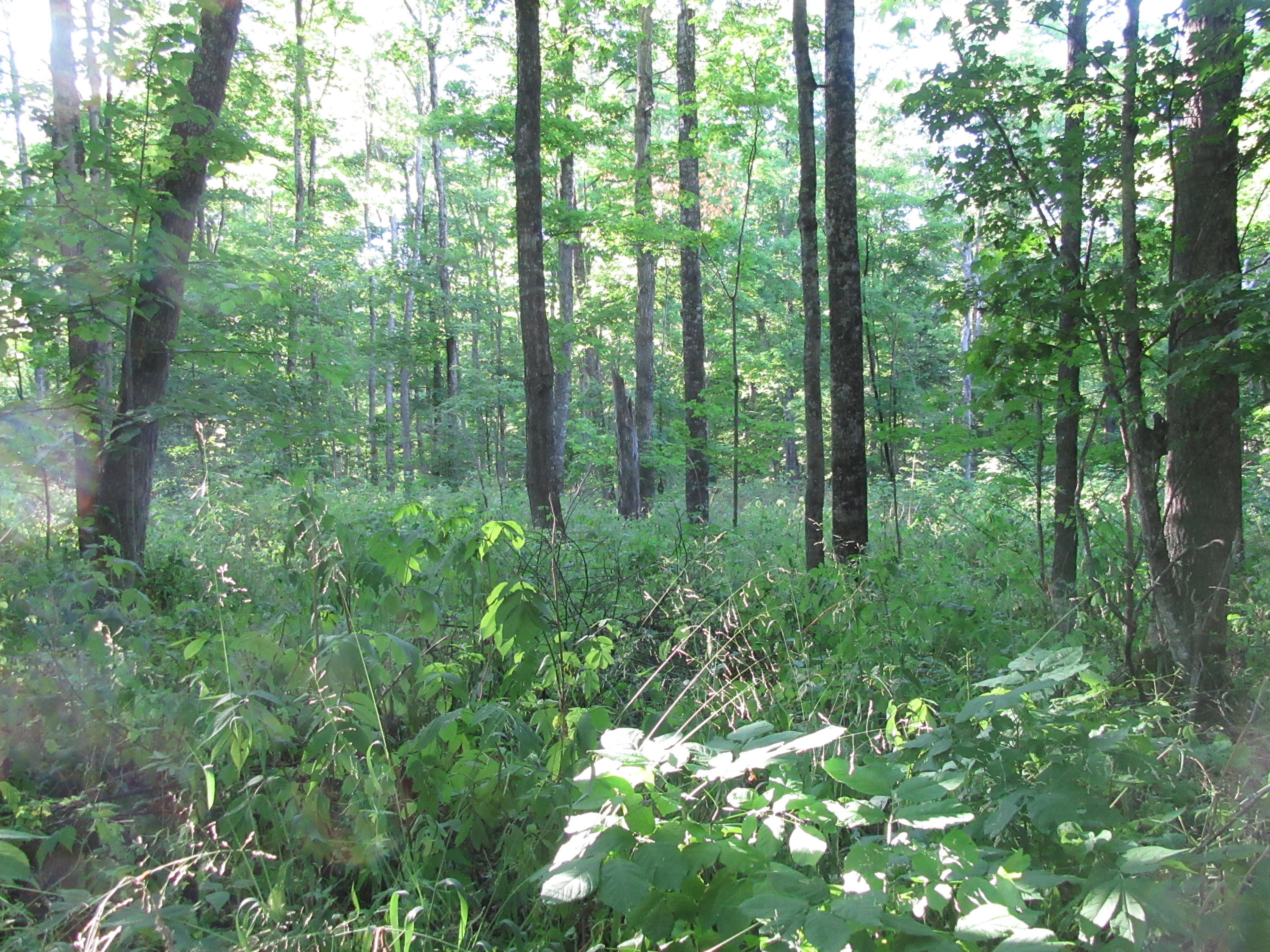 0 West Poglese Road Hessel, MI 49745 - Photo 9 of 9 Gallery Image 9
