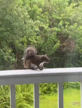 $275,000 | 2533 Dolly Bay Drive, Unit 203, Palm Harbor, FL 34684