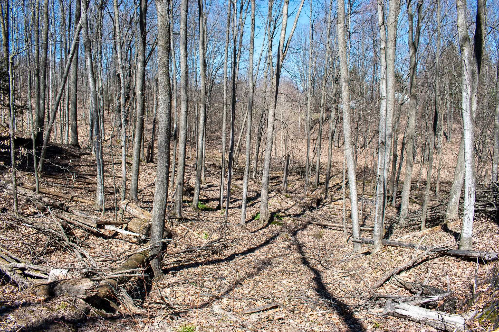 0 East Smiseth Road Suttons Bay, MI 49682 - Photo 17 of 67