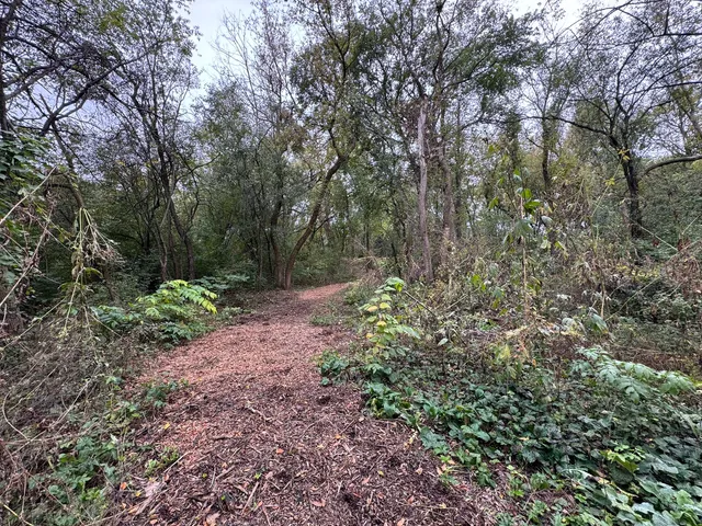 a view of a forest that has a tree