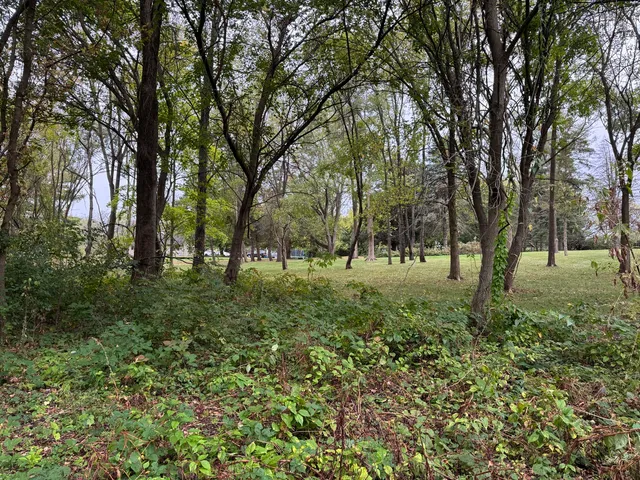 a view of outdoor space with trees all around