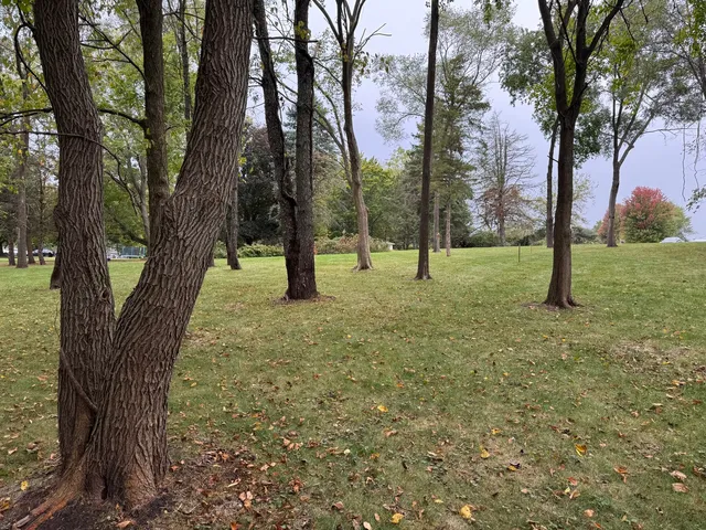 a view of yard with tree in
