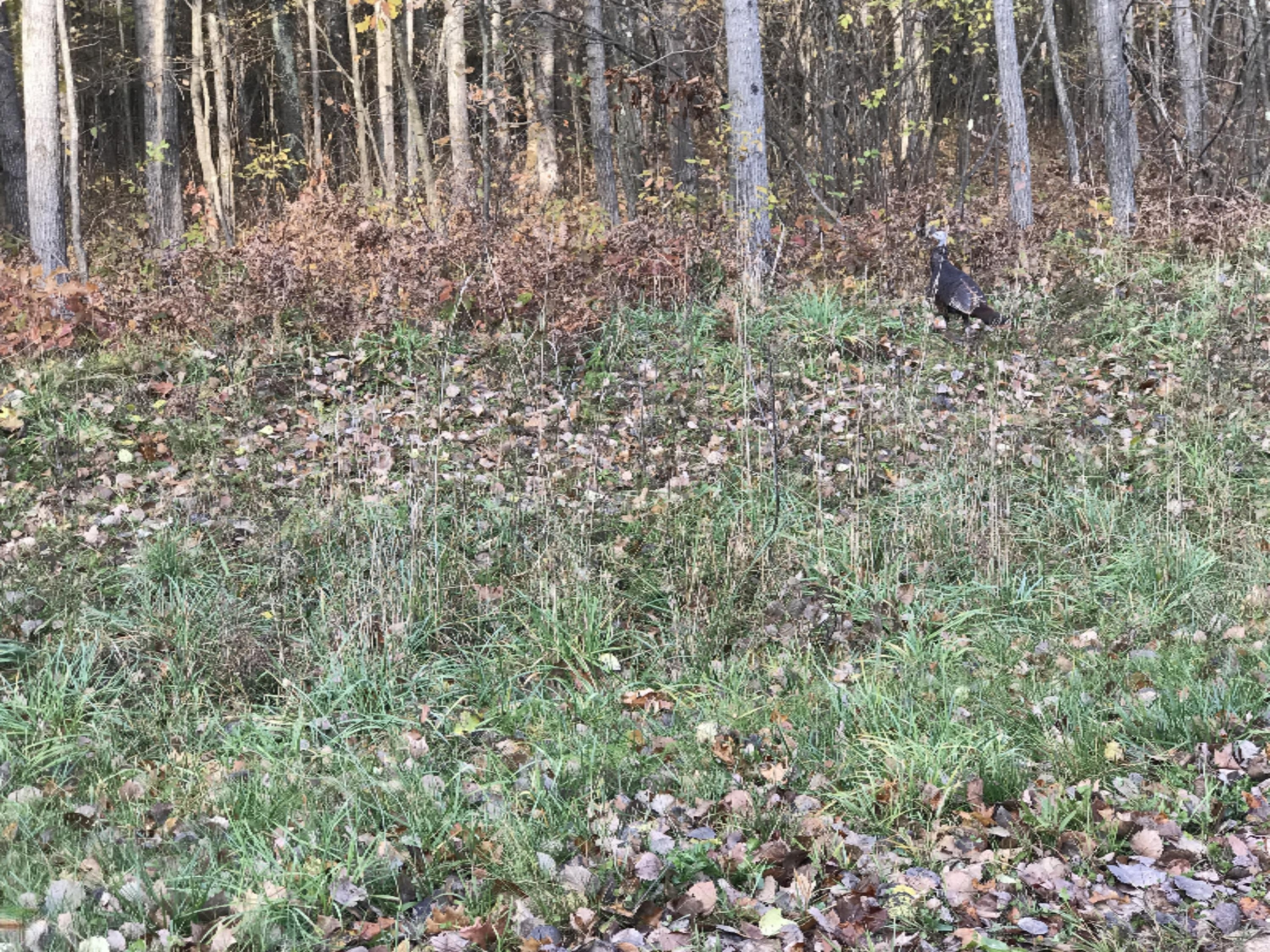 0 North Larson Road, Unit V/L Free Soil, MI 49411 - Photo 1 of 24 IMG_4891