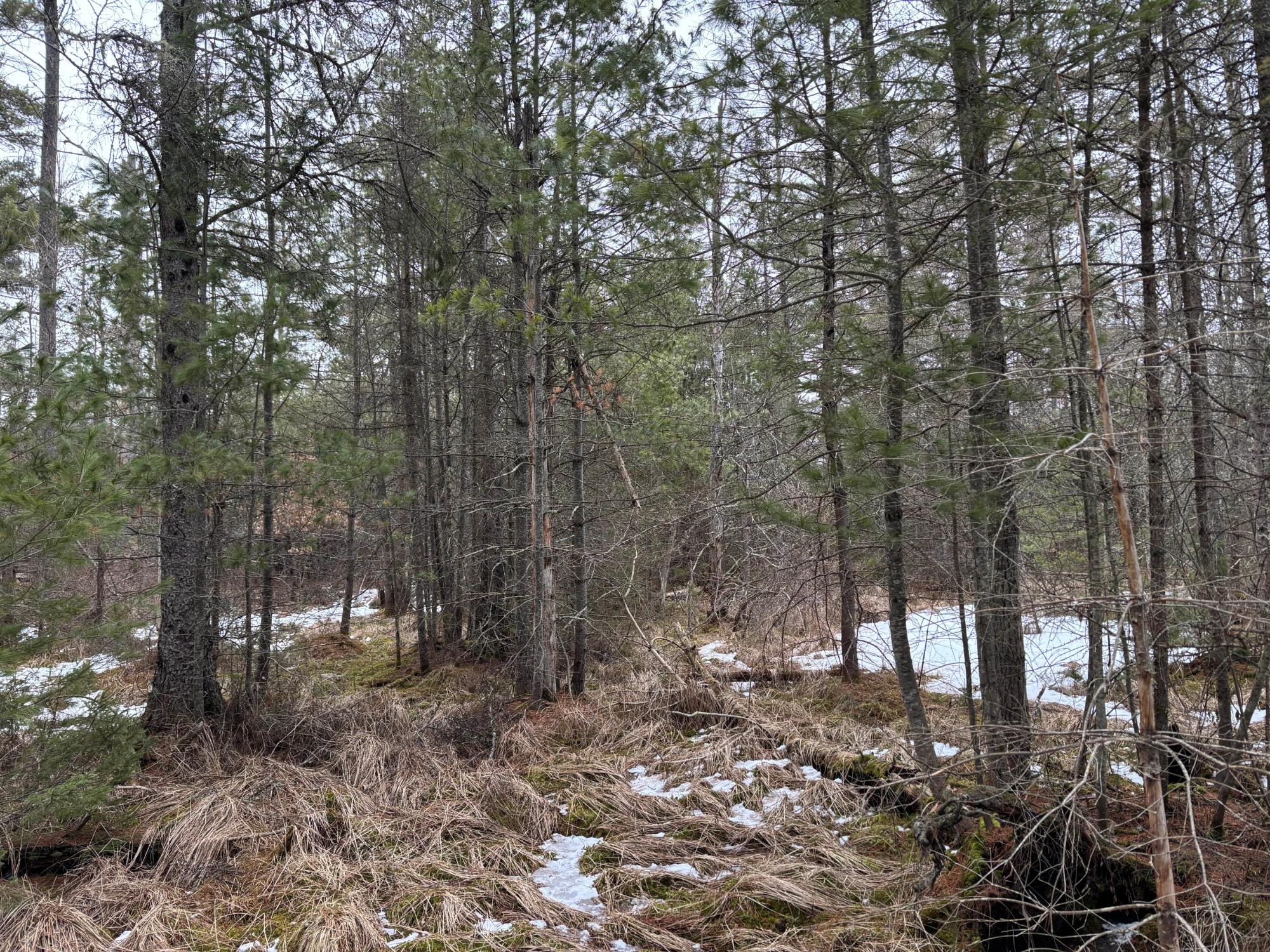 Lot 4 Swamp Lake Road Tomahawk, WI 54487 - Photo 16 of 23 Gallery Image 16