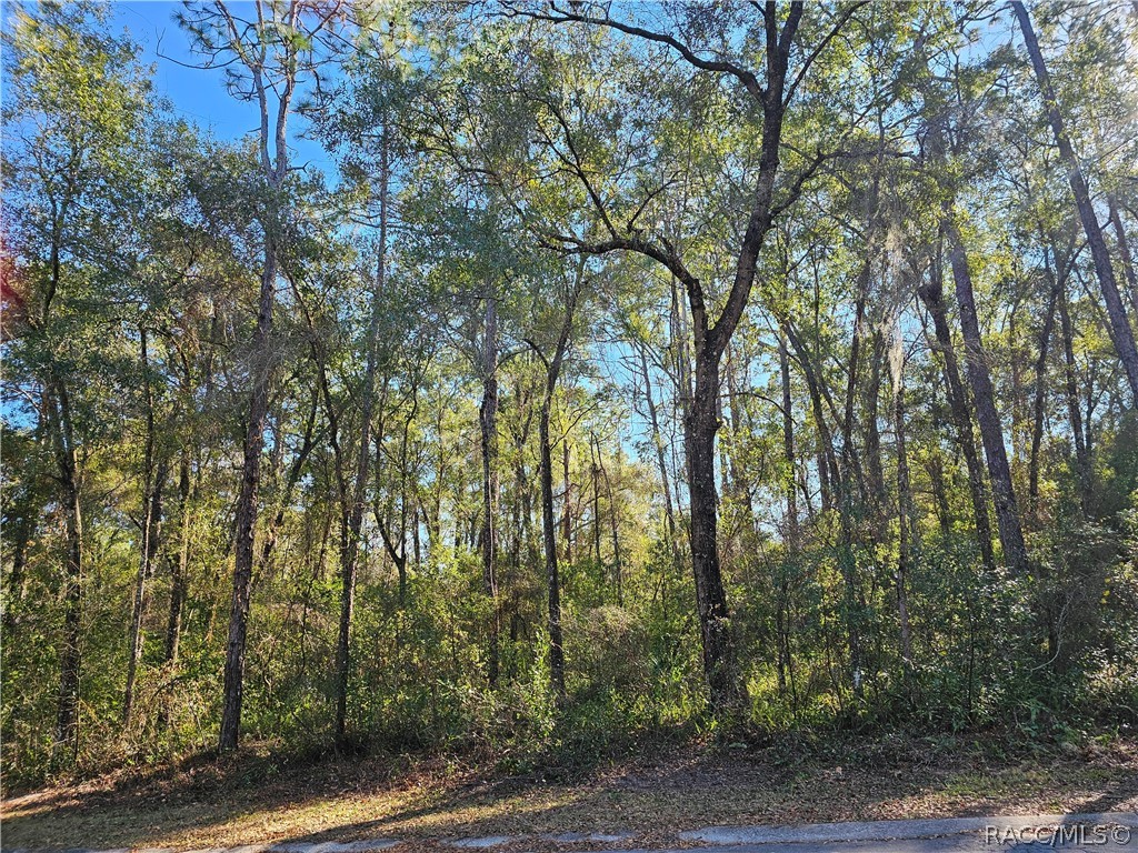 6342 East Glover Street Inverness, FL 34452 - Photo 4 of 5 a view of forest