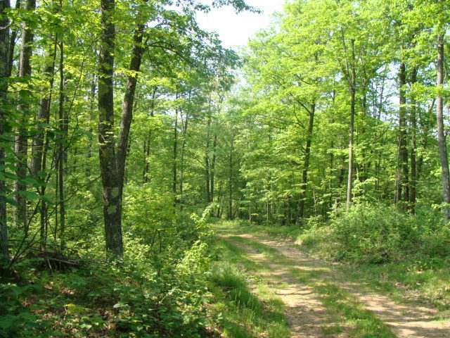 Sw80-off Sand Lake Road Harshaw, WI 54529 - Photo 2 of 9 Gallery Image 2
