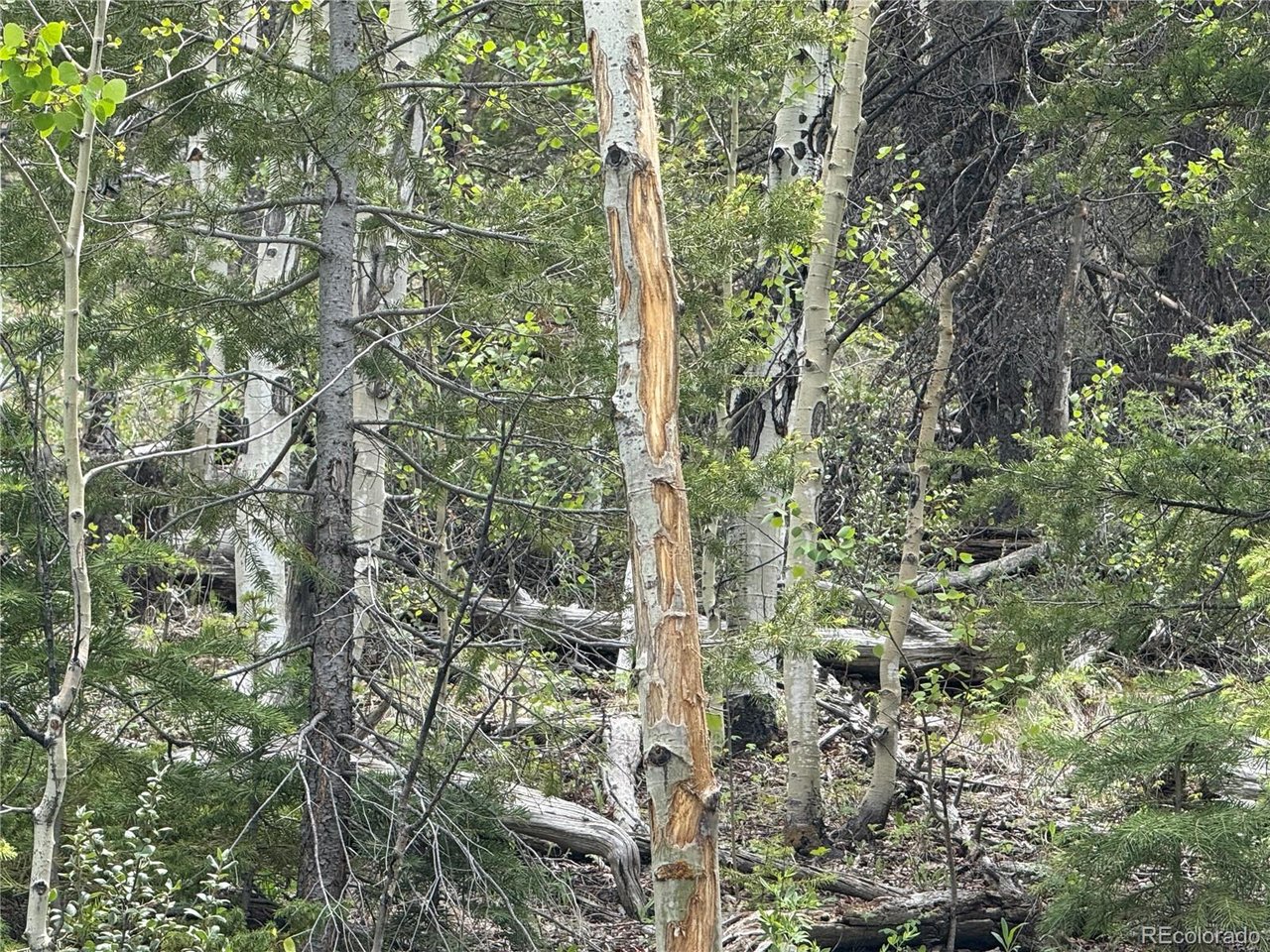 6795 Starkweather Road San Luis, CO 81152 - Photo 10 of 23 a view of a forest with a tree