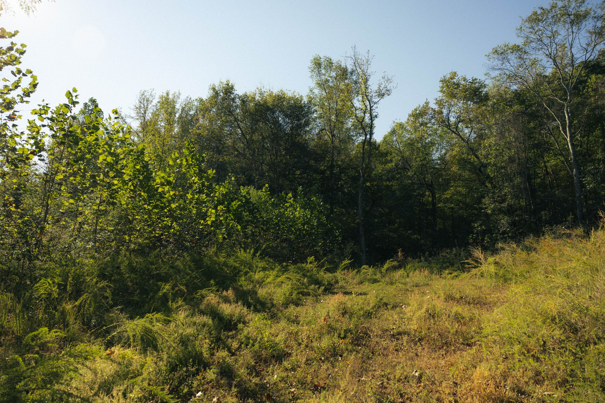5845 Turkey Creek Road Waverly, TN 37185 - Photo 3 of 21