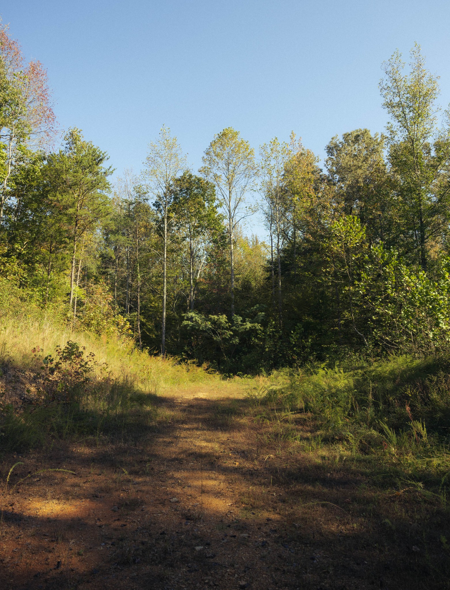 5845 Turkey Creek Road Waverly, TN 37185 - Photo 4 of 21