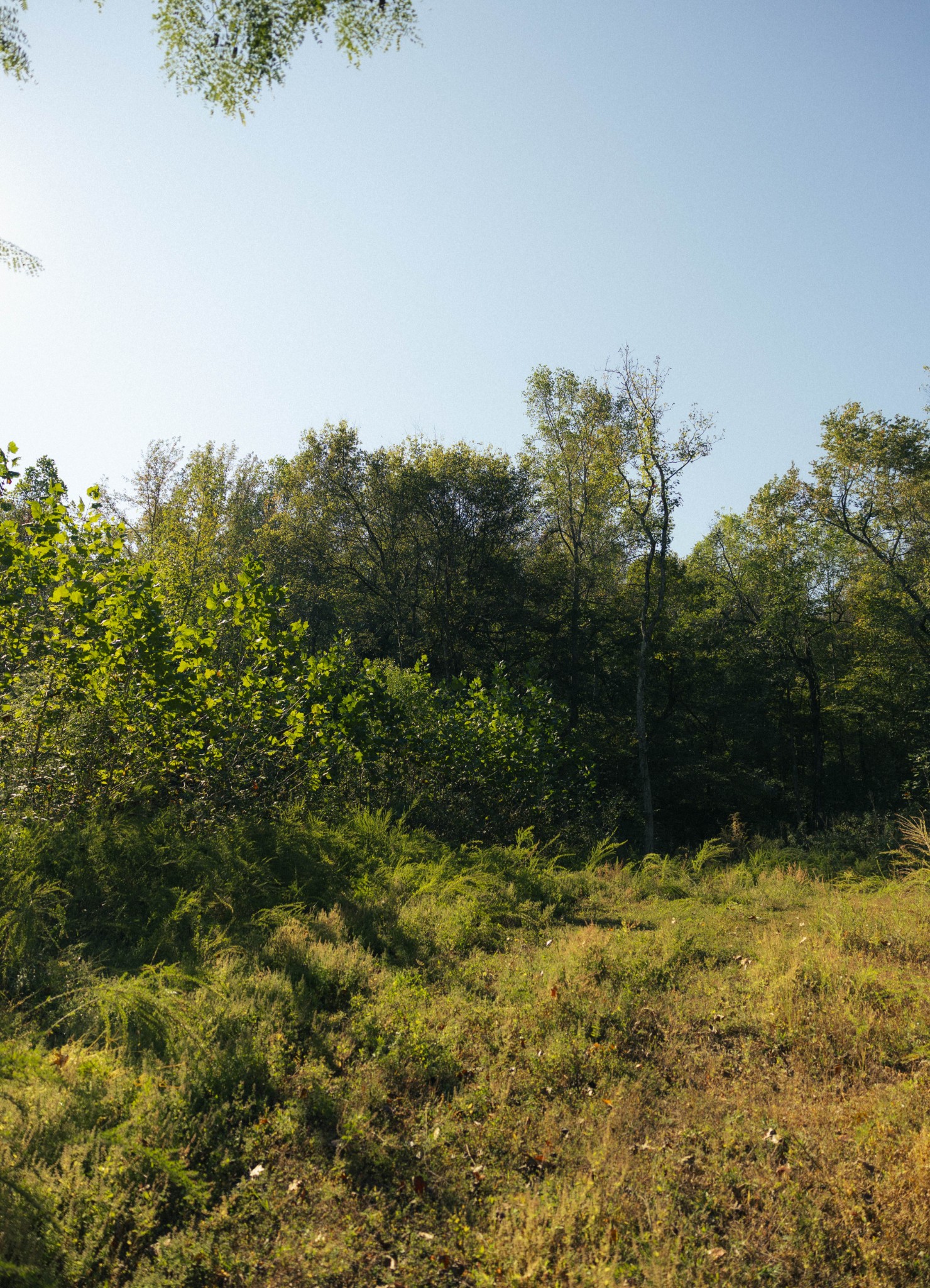 5845 Turkey Creek Road Waverly, TN 37185 - Photo 5 of 21