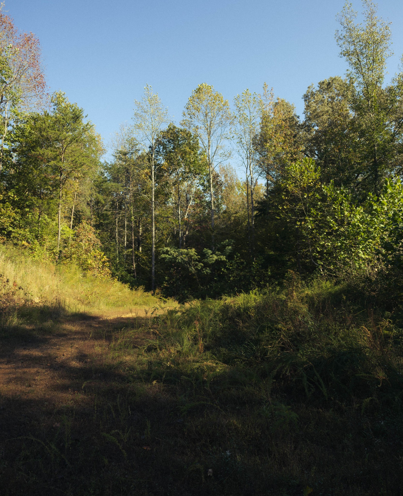 5845 Turkey Creek Road Waverly, TN 37185 - Photo 8 of 21