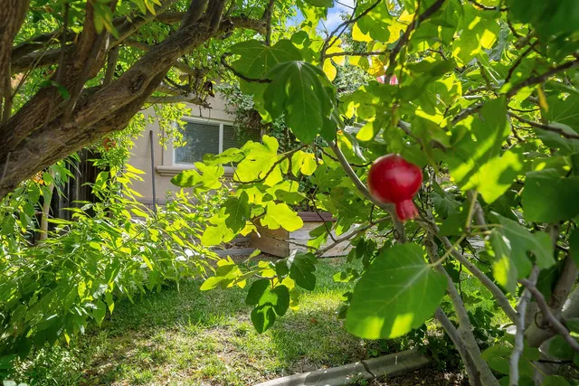 a view of a tree with plants