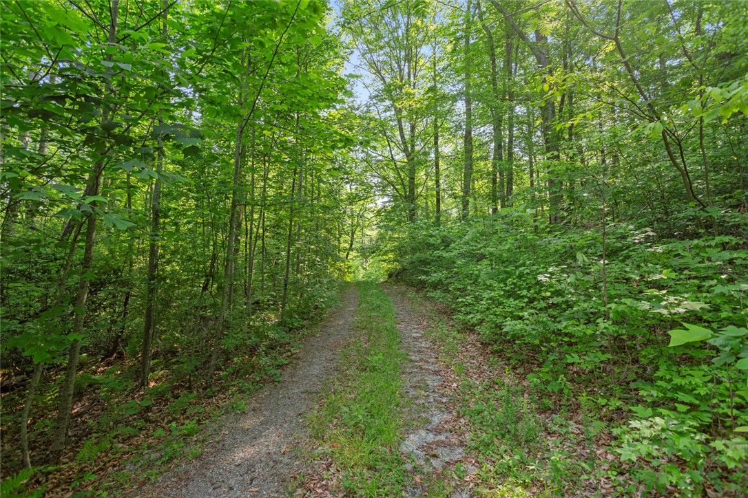 0 Homeland Drive Mountain Rest, SC 29664 - Photo 4 of 15