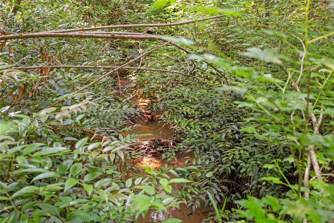 0 Homeland Drive Mountain Rest, SC 29664 - Photo 8 of 15