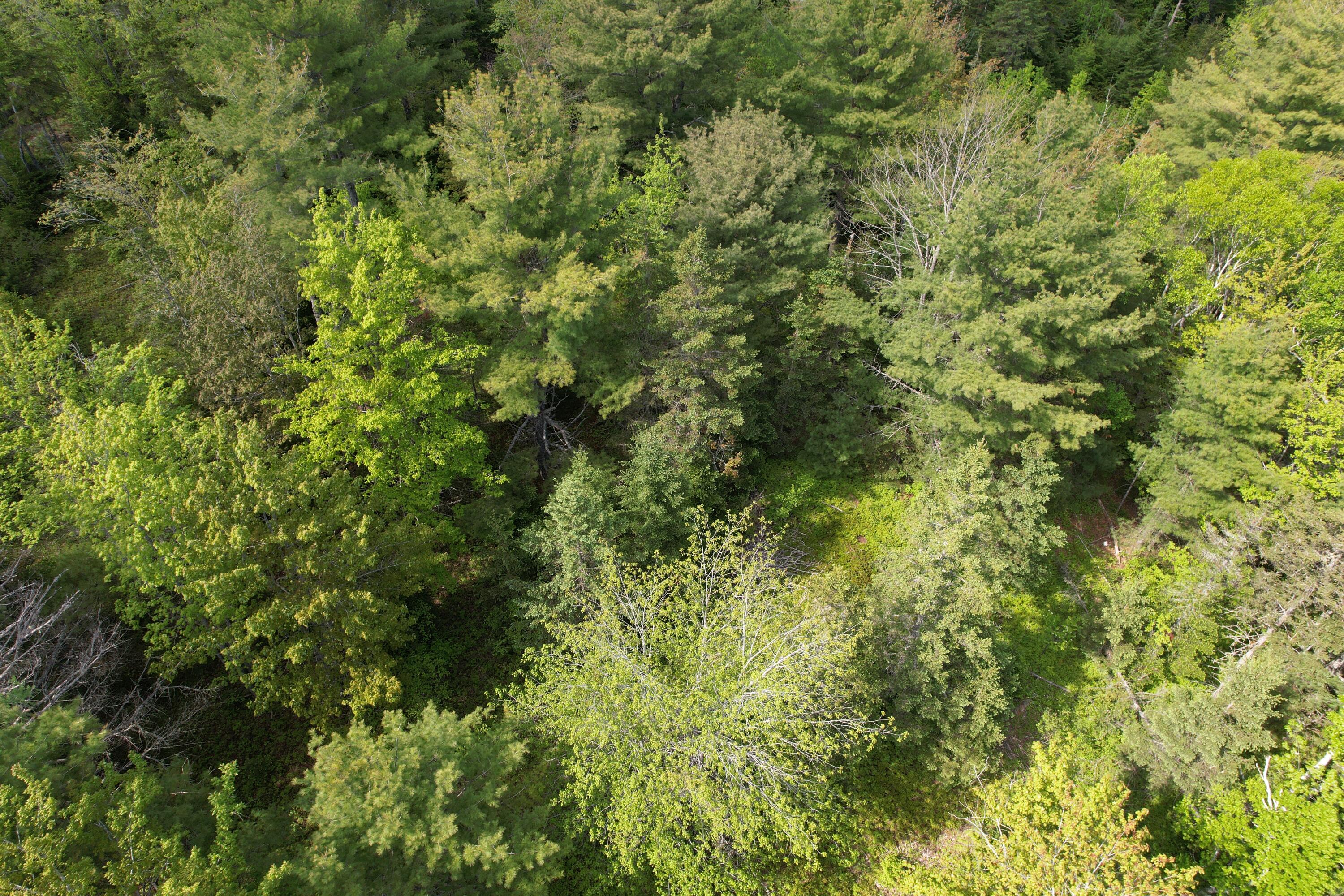Map5-lot6 Youngs Cove Road Pembroke, ME 04666 - Photo 17 of 30 DJI_0550