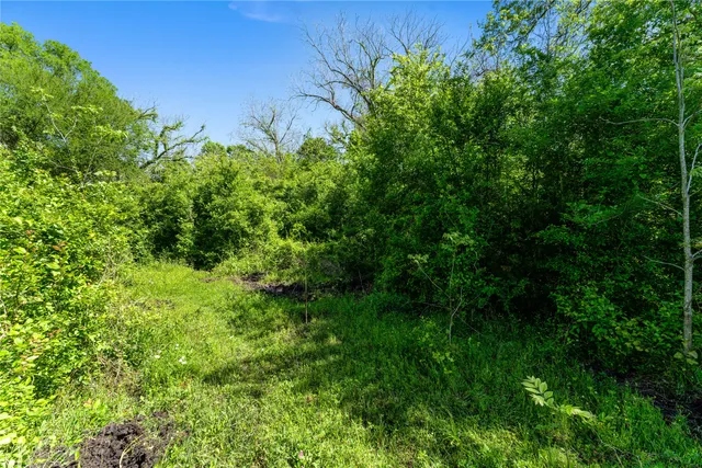 a view of a lush green space