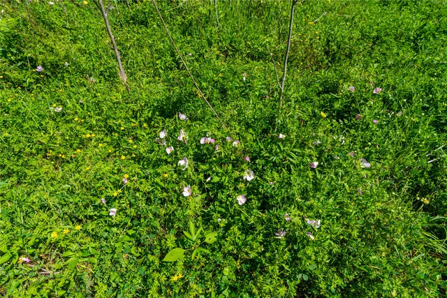 a view of garden with trees