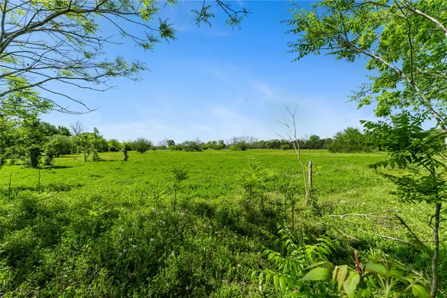 a view of a grassy field with plants