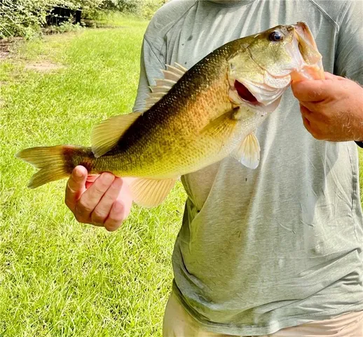 $895,000 | 21176 Sylvest Road, Franklinton, LA 70438