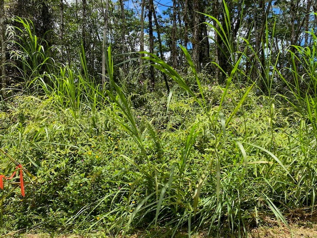 14-3525 Lot 228 Pikake Road Pahoa, HI 96778 - Photo 6 of 11