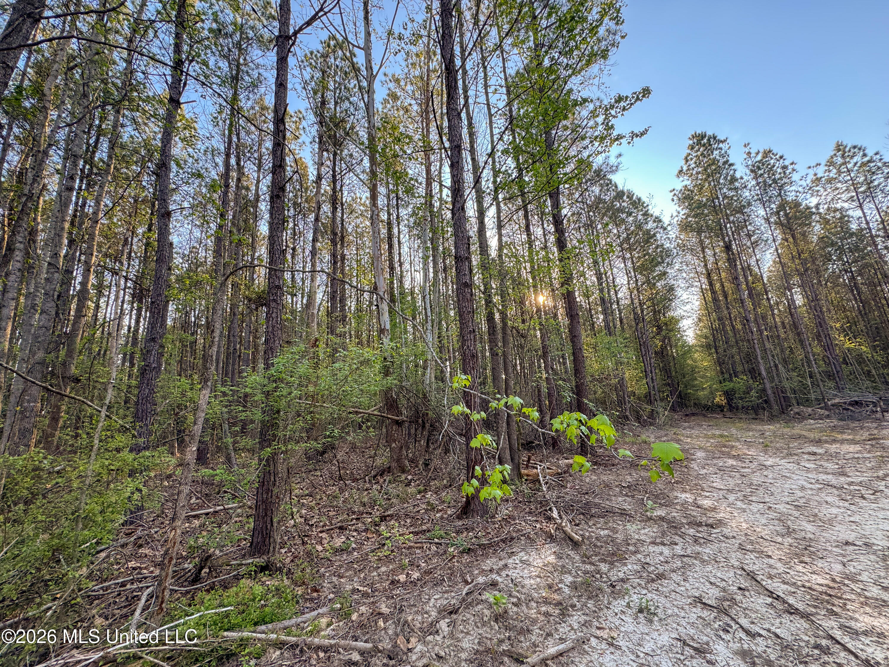 Sand Hill Road Brandon, MS 39047 - Photo 10 of 18 IMG_0784