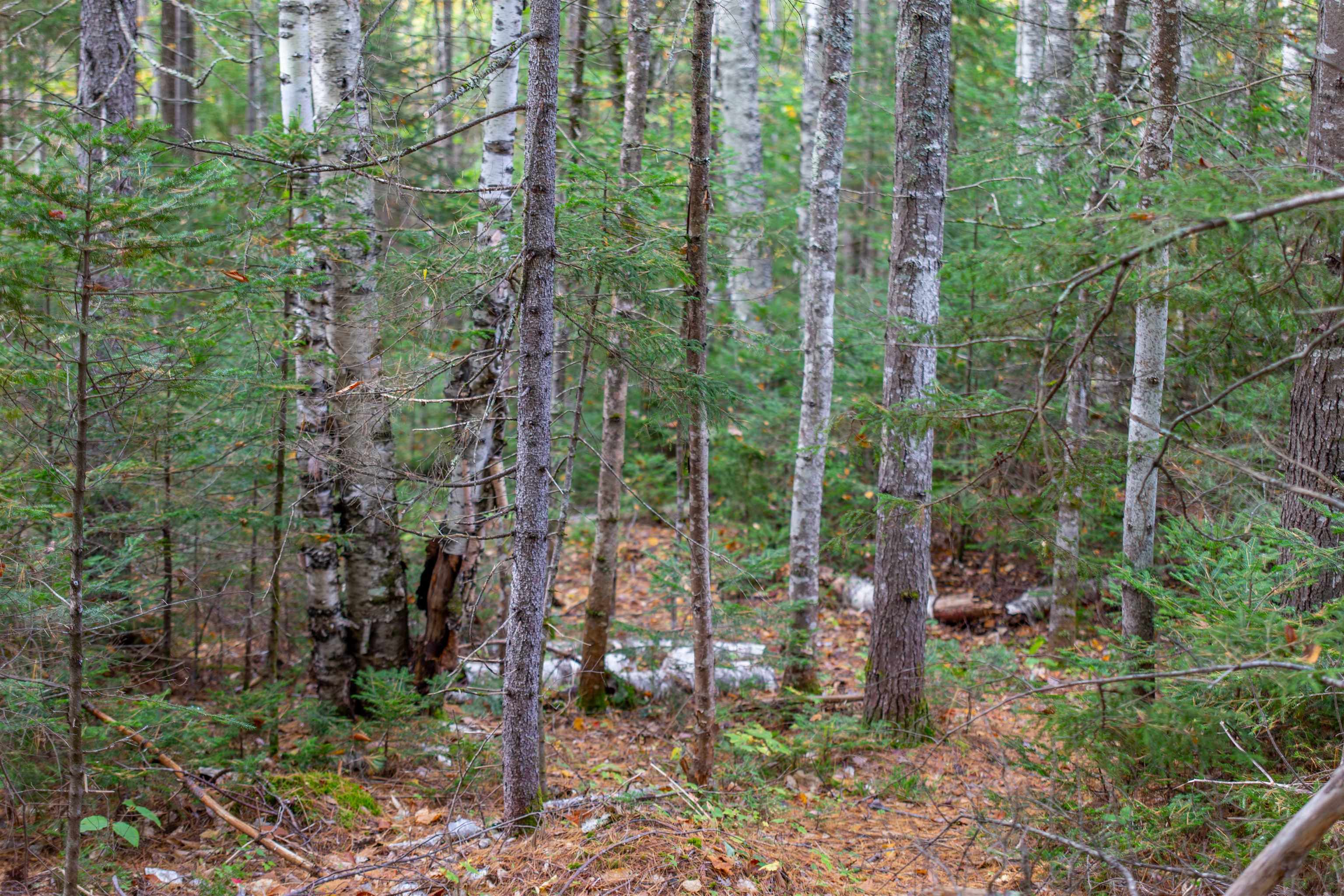 141 Locke Falls Road Tamworth, NH 03897 - Photo 15 of 21 Gallery Image 15
