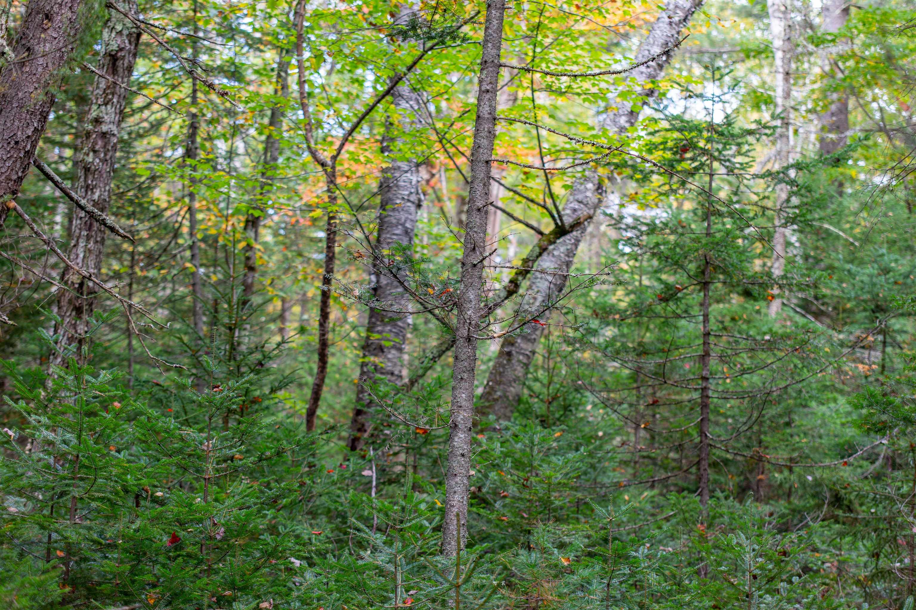 141 Locke Falls Road Tamworth, NH 03897 - Photo 19 of 21 Gallery Image 19