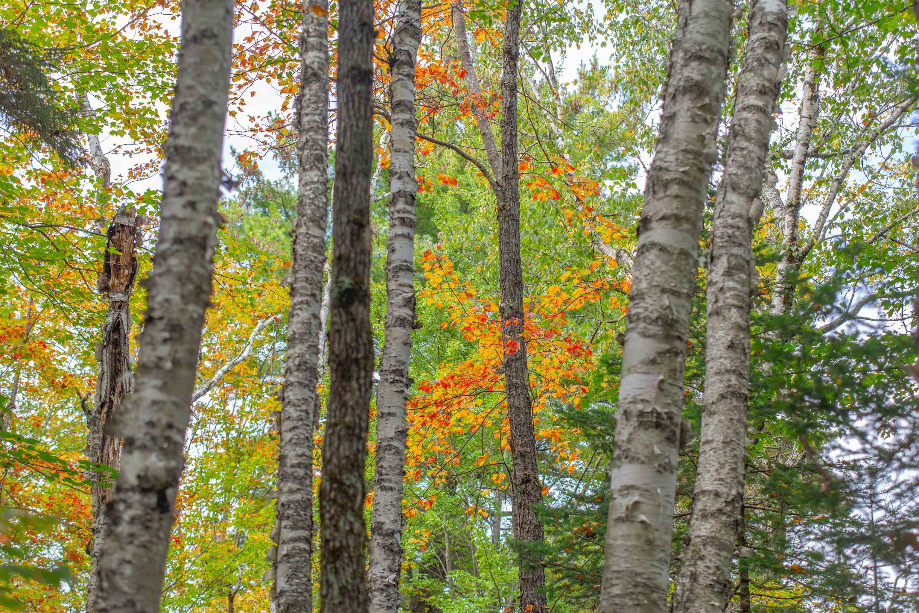 141 Locke Falls Road Tamworth, NH 03897 - Photo 20 of 21 Gallery Image 20