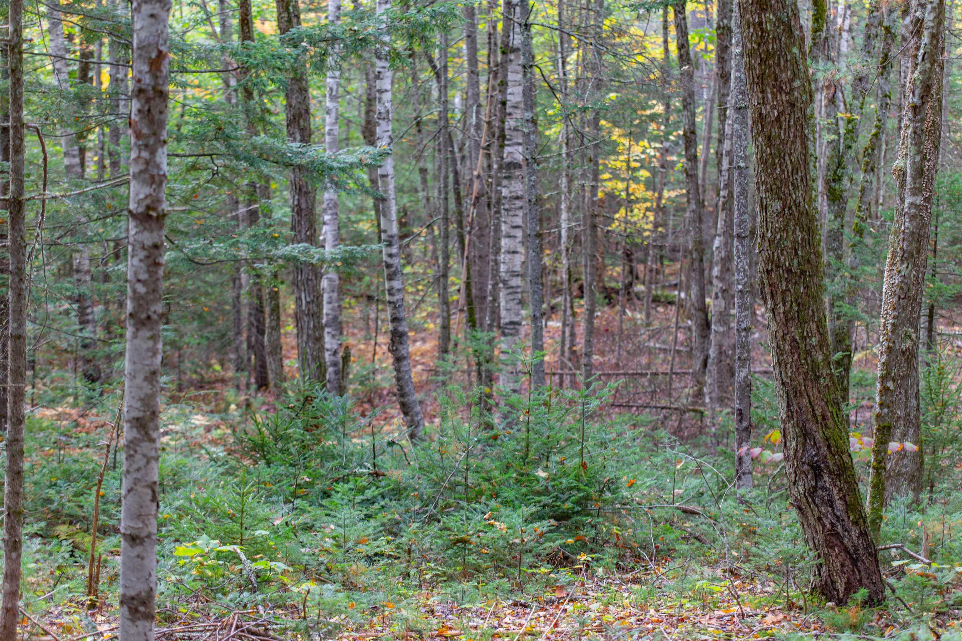 141 Locke Falls Road Tamworth, NH 03897 - Photo 4 of 21 Gallery Image 4