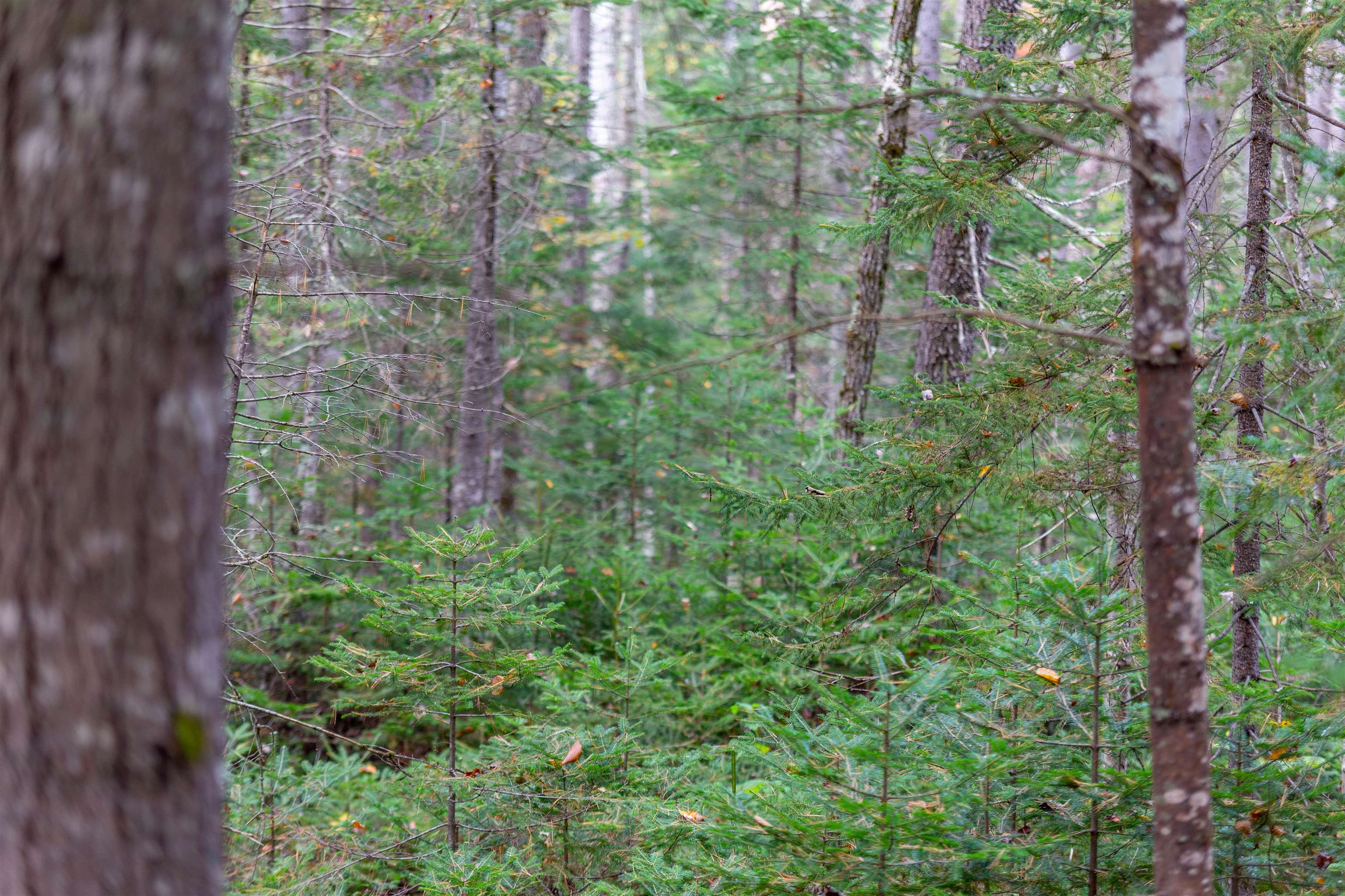 141 Locke Falls Road Tamworth, NH 03897 - Photo 6 of 21 Gallery Image 6