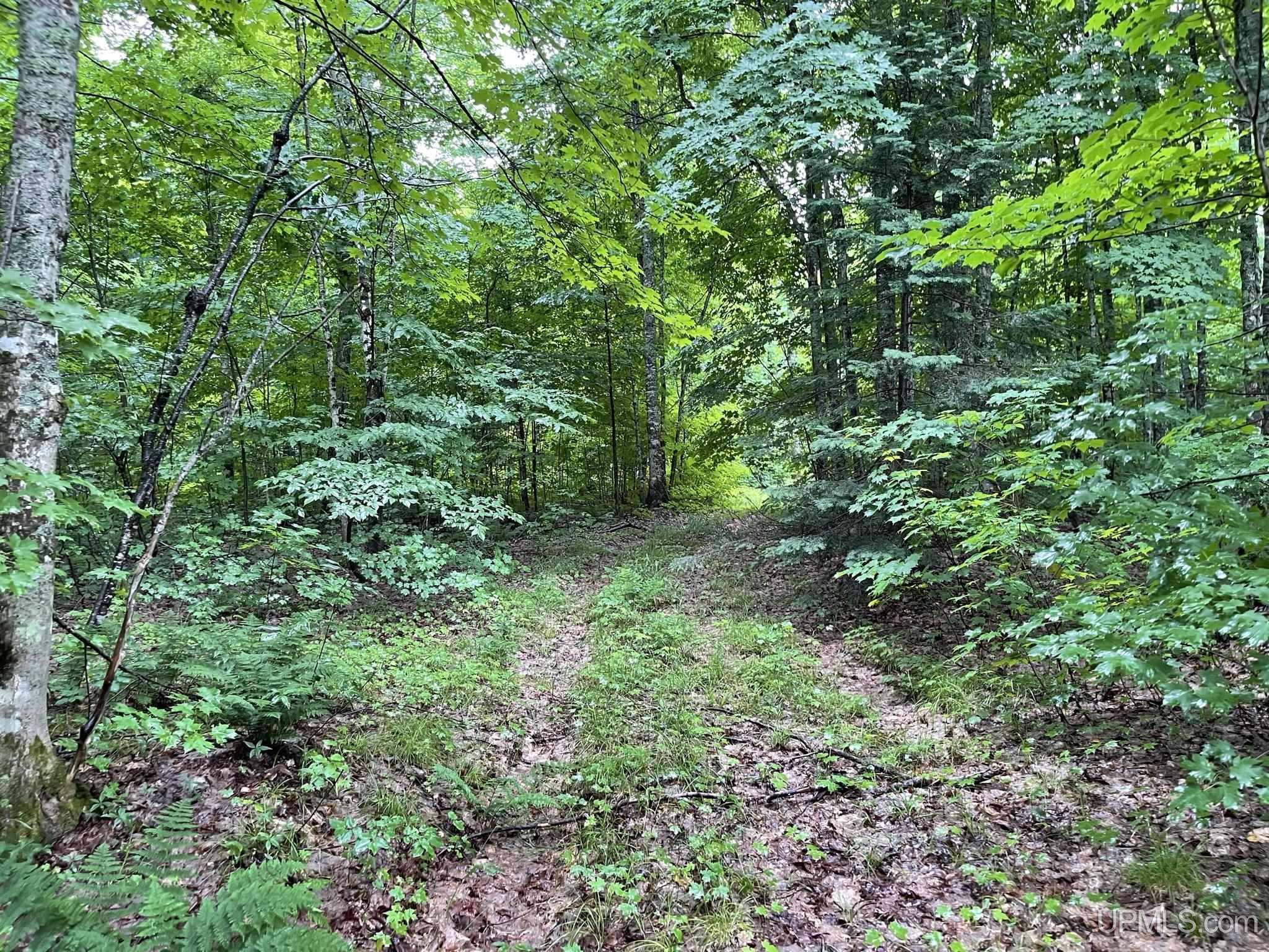 Tbd Carpenter Lake Road Seney, MI 49883 - Photo 19 of 28 Gallery Image 19