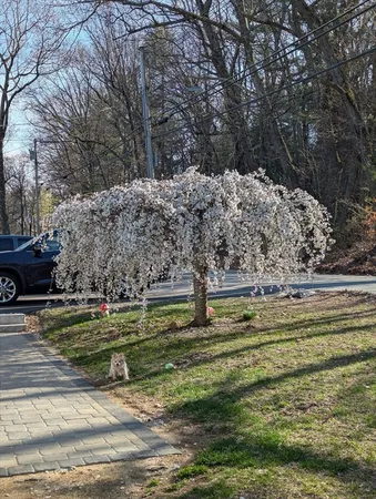 a view of a swimming pool with outdoor seating and covered with trees
