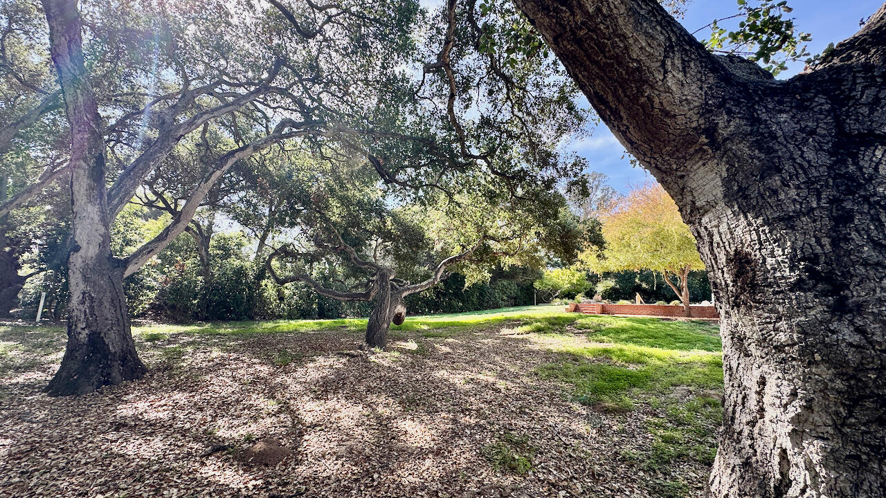1445 School House Road Montecito, CA 93108 - Photo 37 of 46 Back Yard Oak Trees
