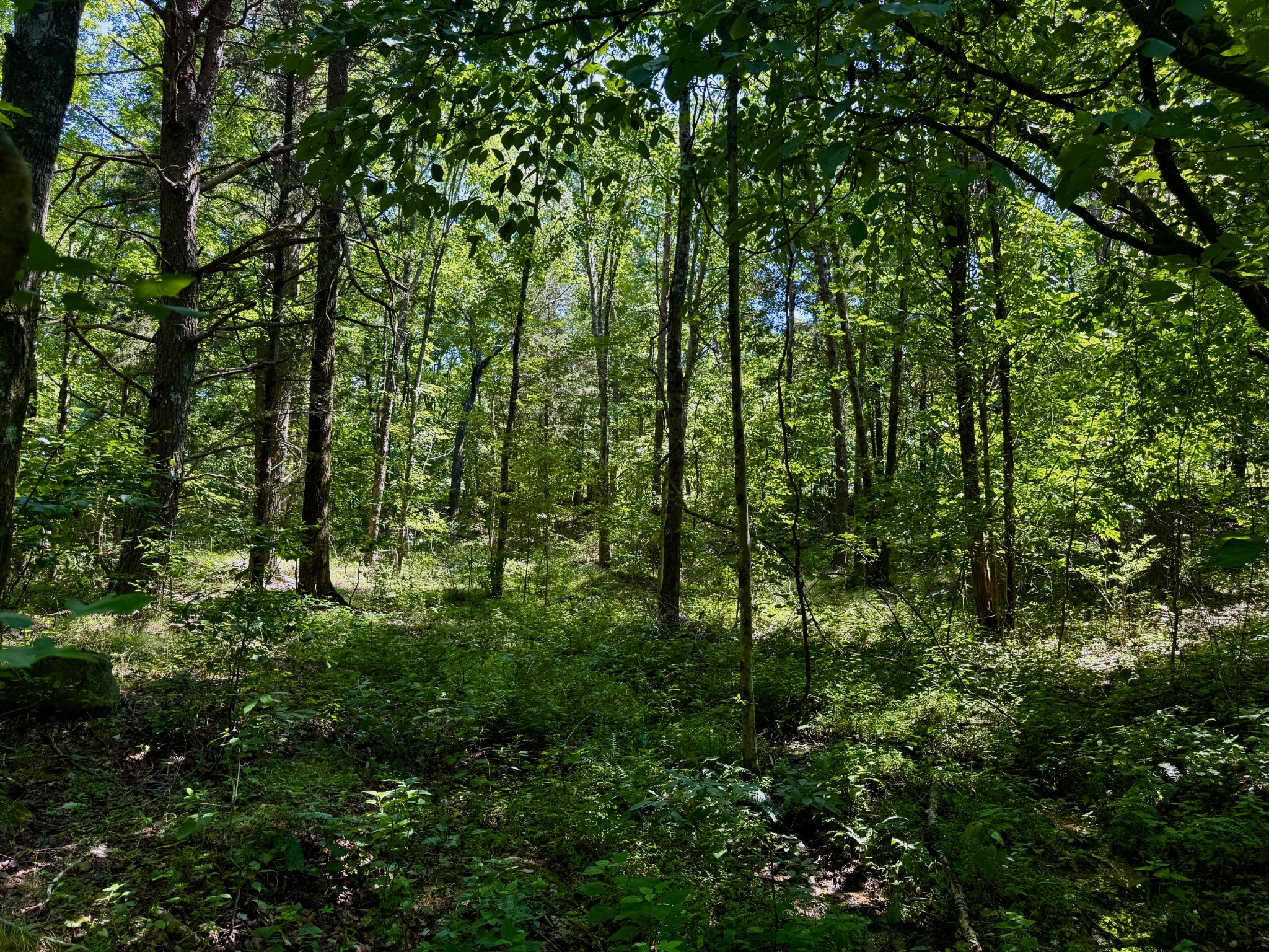 1 Teludachee Trail Guild, TN 37340 - Photo 7 of 15