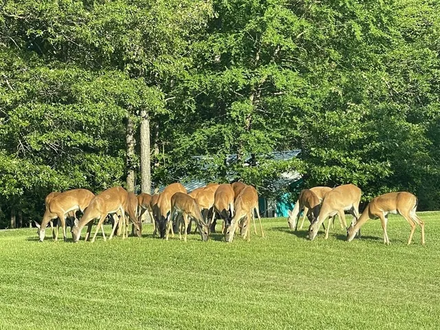 a view of a golf course with chairs