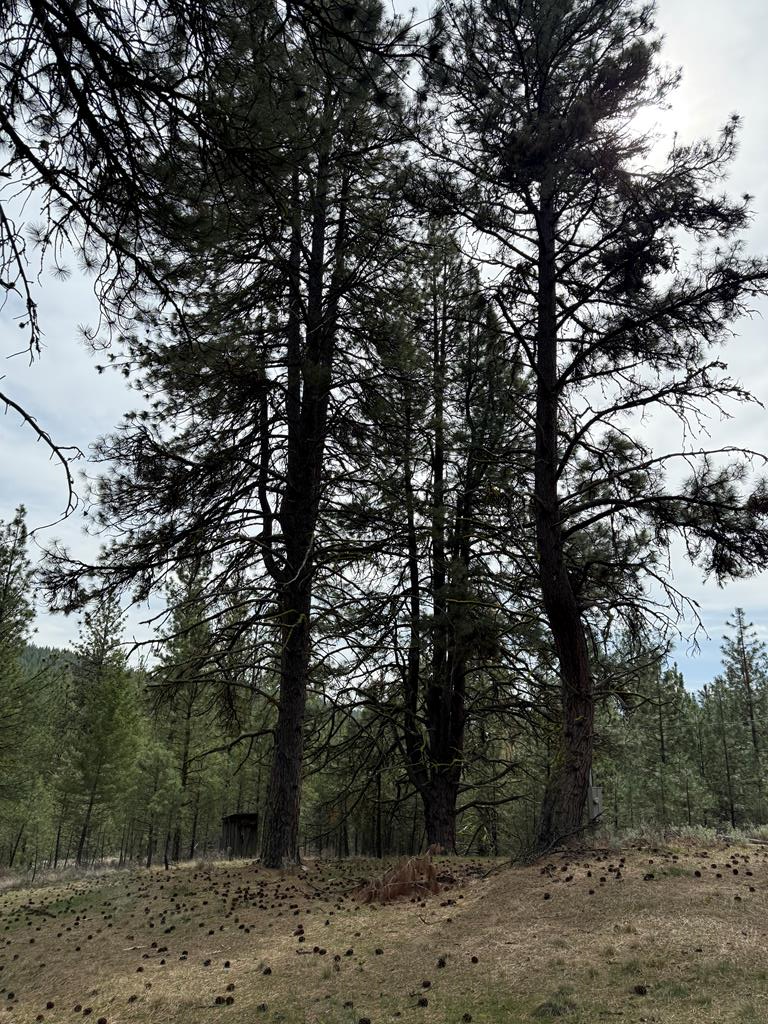 Lot 16 Sunset Loop, Unit 16 Cascade, ID 83611 - Photo 6 of 21