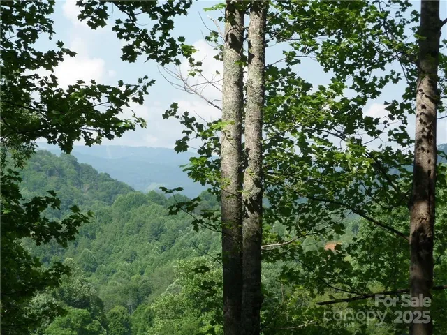 a view of a forest with a tree