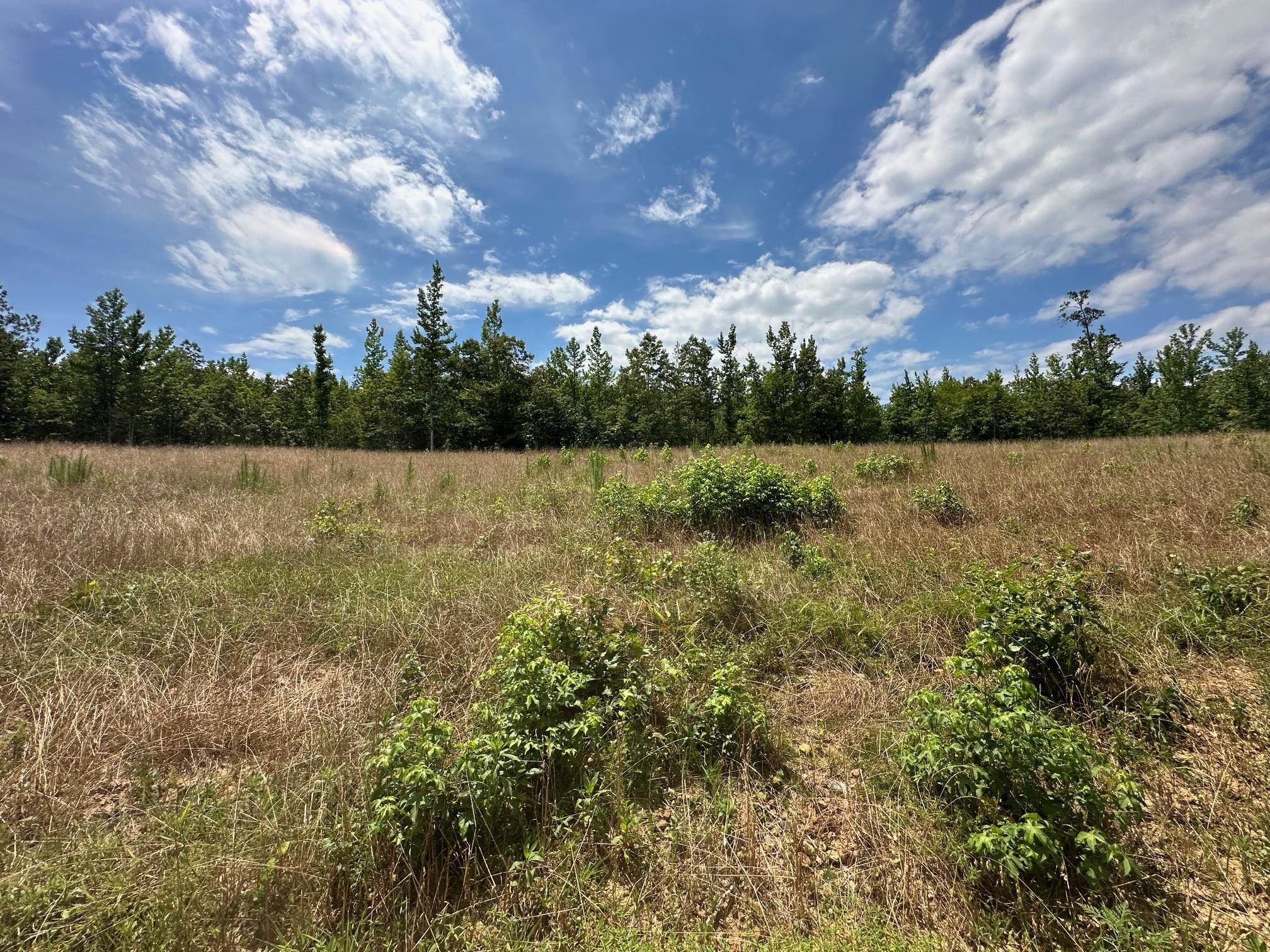 11 Bruton Road Savannah, TN 38372 - Photo 11 of 16 View of nature