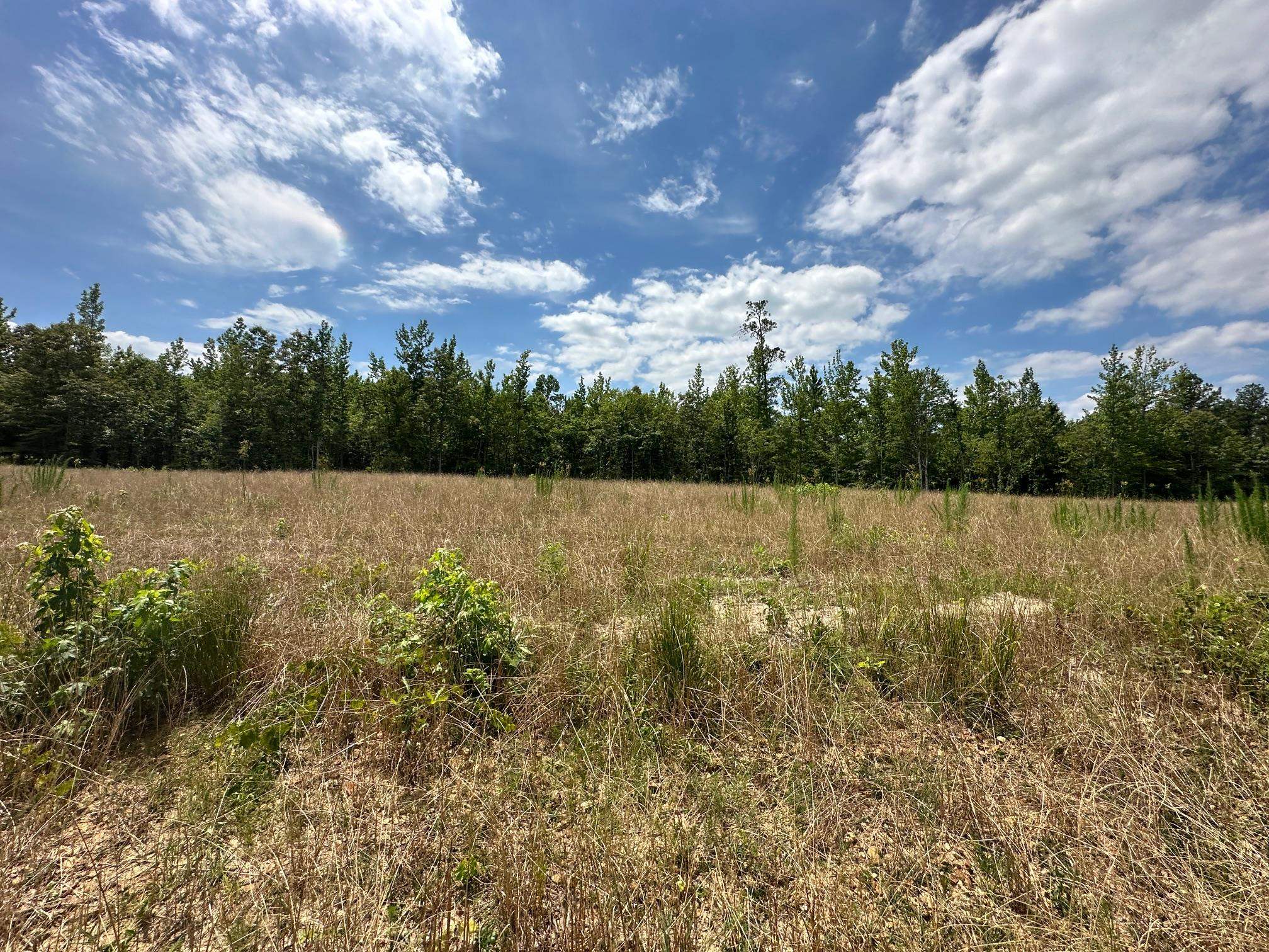 11 Bruton Road Savannah, TN 38372 - Photo 12 of 16 View of nature