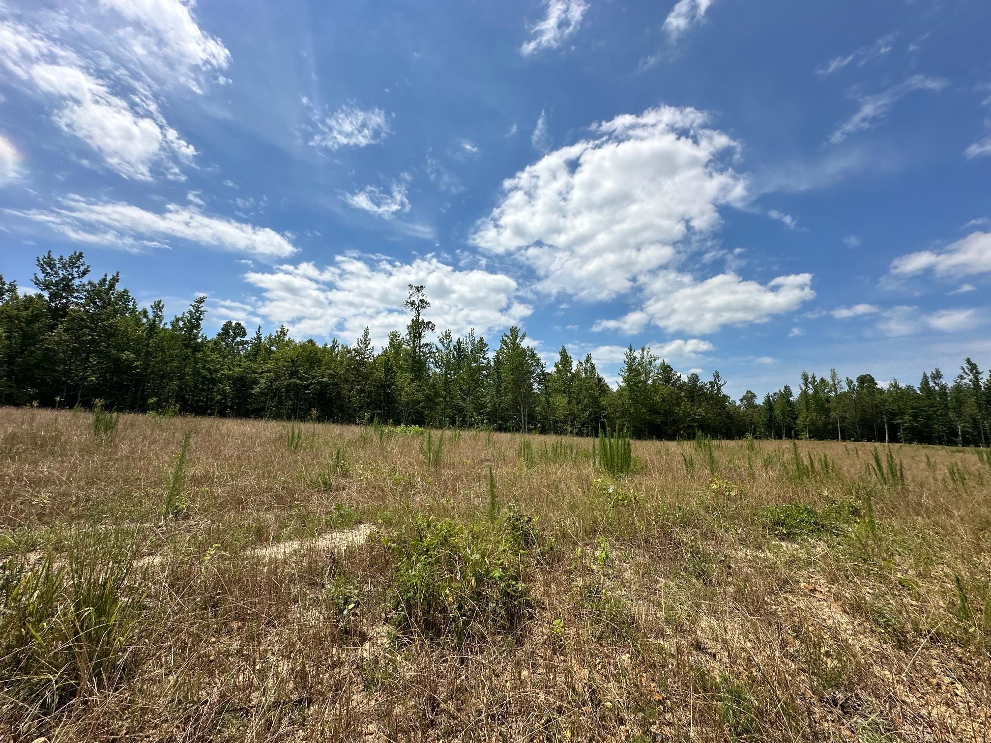 11 Bruton Road Savannah, TN 38372 - Photo 13 of 16 View of landscape with a rural view