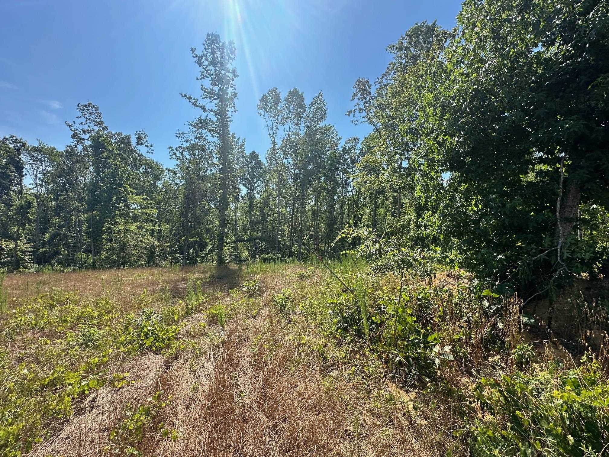 View of nature